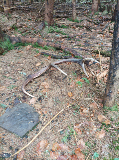 Zatiaľ naj tento rok