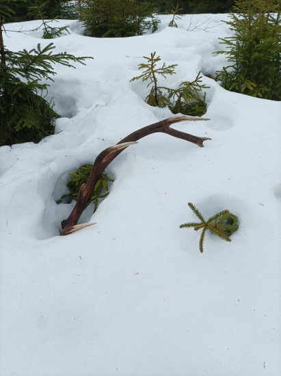 Dnešný po jelenej prti