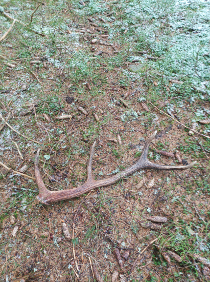 Dnešný 43 v sezóne