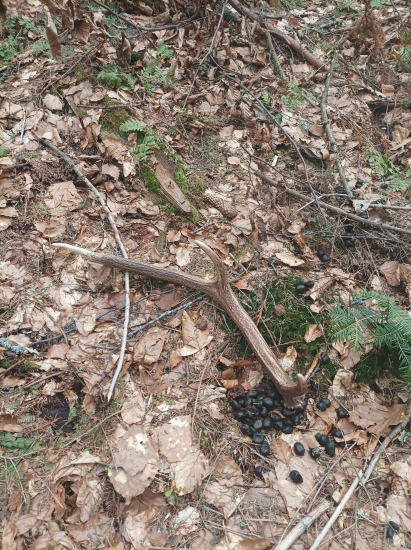 Dnešný aj s hrozienkami