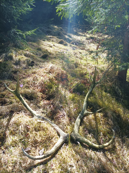 Dnešná storočná pára