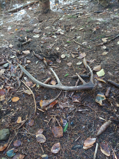 Ešte čosi v hore zostalo