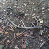 Ešte čosi v hore zostalo