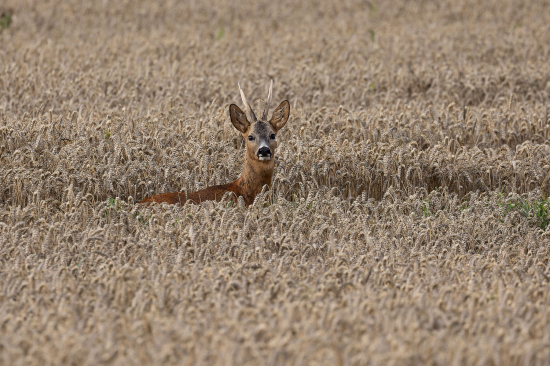 S rozstepenym parozkom