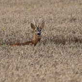 S rozstepenym parozkom