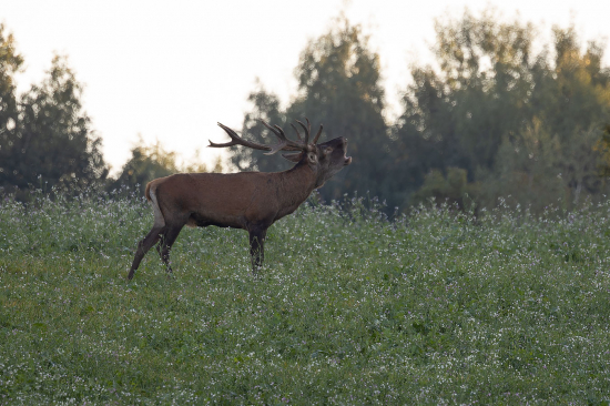 Zasnivany ranny spevak