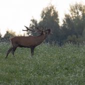 Zasnivany ranny spevak