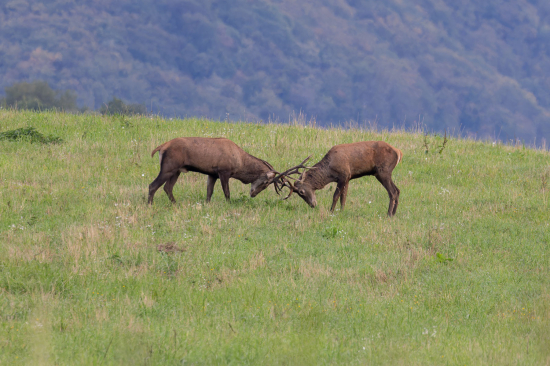 Junacka pasovacka II