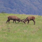 Junacka pasovacka II