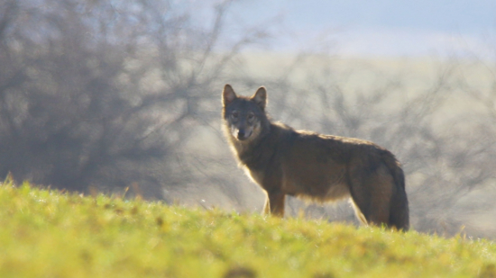 Dnešné prekvapenie