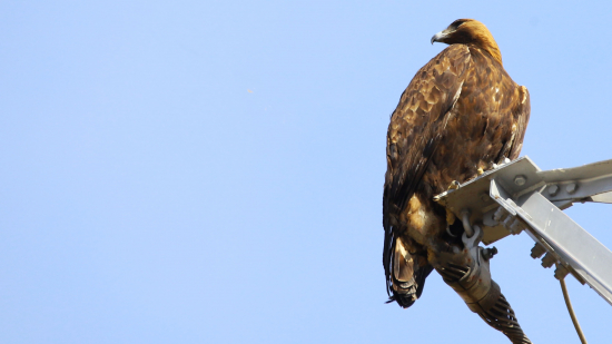 Čo je to za dravca???