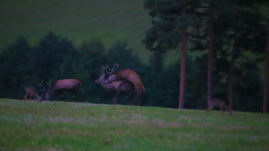 Ruja- čas kedy sa v lese dejú zvláštne veci