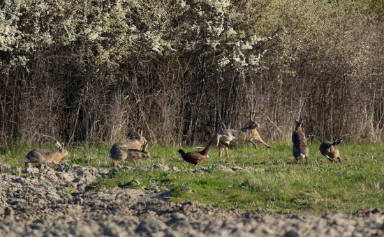 bažant bol rozhodca:-)