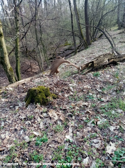 Veľkonočné vajíčko