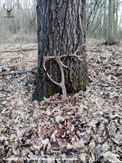 Také stredné