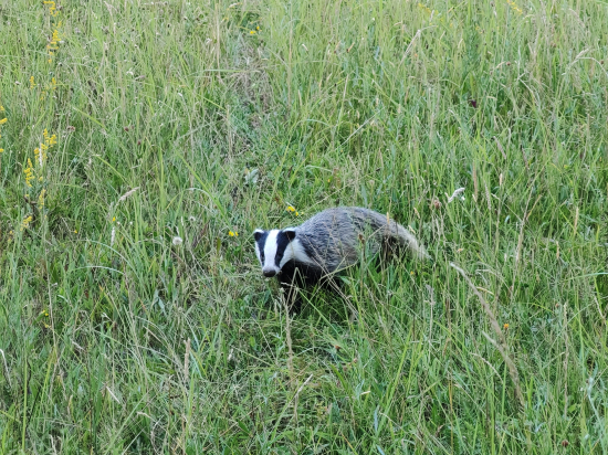 Jazveca prišiel na 3m,naježil sa a zvrčal namňa