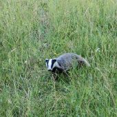 Jazveca prišiel na 3m,naježil sa a zvrčal namňa