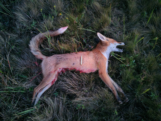 Z 15m išla po tráve rovno ku mne.