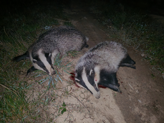 Na Jazvečom chodniku
