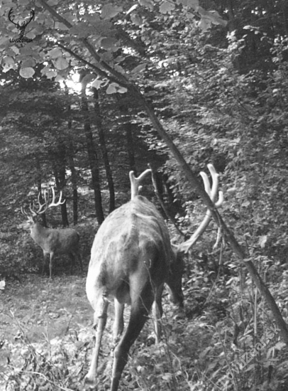 Spomienky starého jeleniara