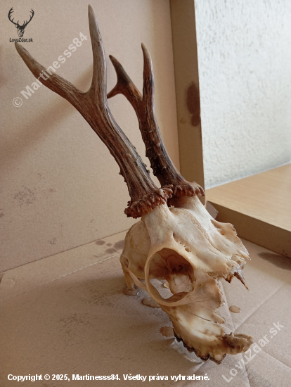 Okusany spiatocnik