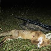 Fox 2026