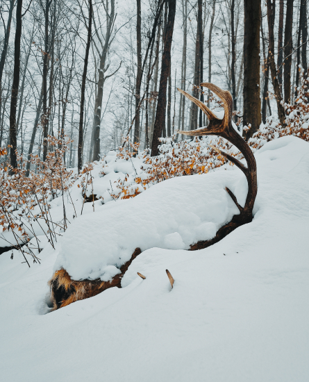 Večný zimný spánok