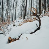 Večný zimný spánok