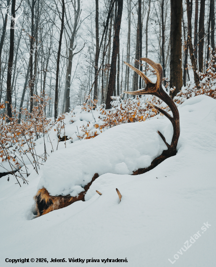 Večný zimný spánok