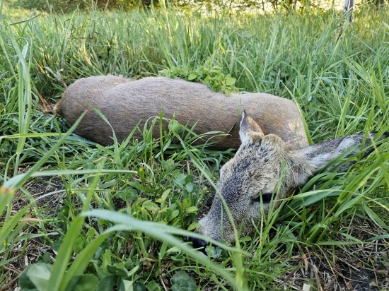 Knoflíkáč