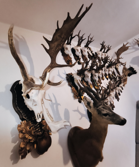 Zaujímavá trofej daniela