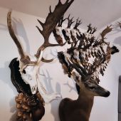 Zaujímavá trofej daniela