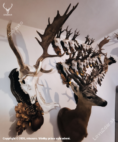 Zaujímavá trofej daniela