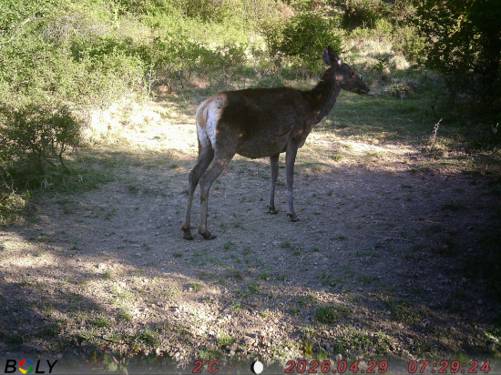 Už čoskoro..., pribudne teliatko