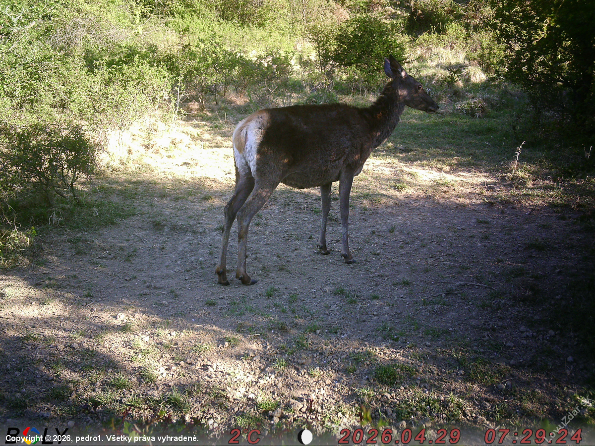 Už čoskoro..., pribudne teliatko