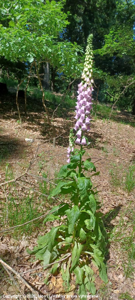Digitalis purpurea
