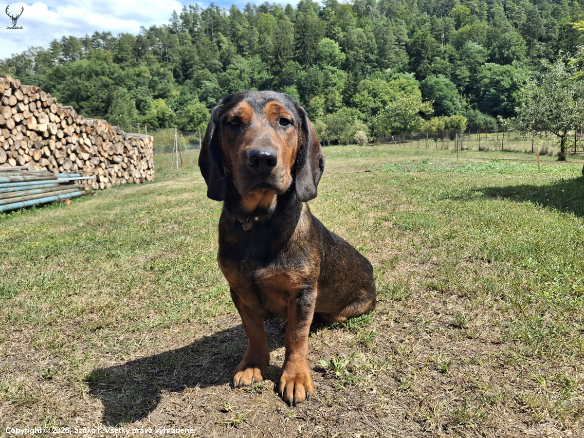 Kasper