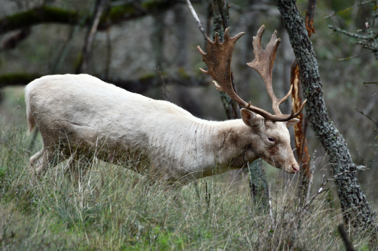 Leucistický daniel škvrnitý