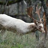 Leucistický daniel škvrnitý