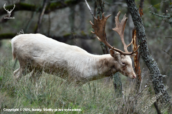 Leucistický daniel škvrnitý