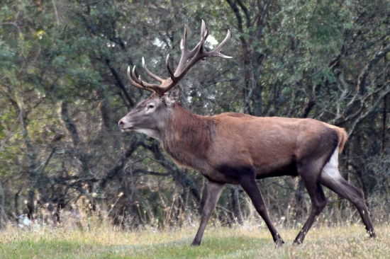 Jeleň lesný - 14 torák.