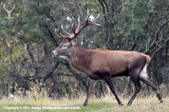 Jeleň lesný - 14 torák.