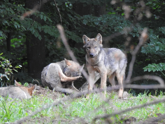 Stretnutie s vlkmi. 3.08. 2025