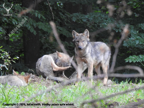 Stretnutie s vlkmi. 3.08. 2025