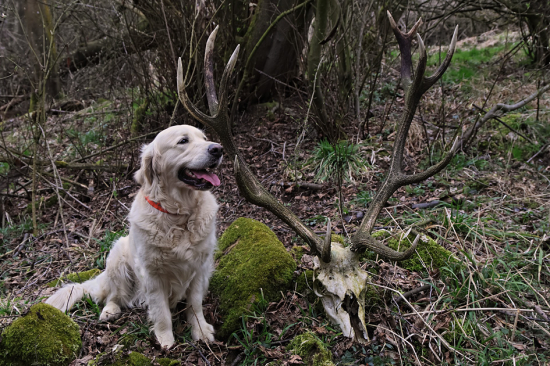 ležal tam vyše roka