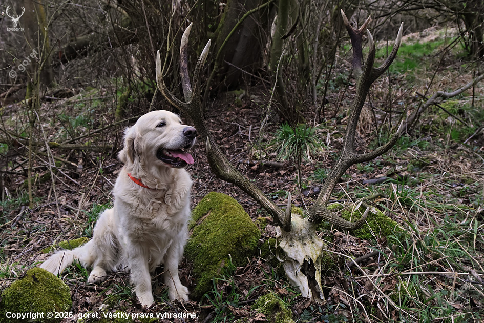 ležal tam vyše roka