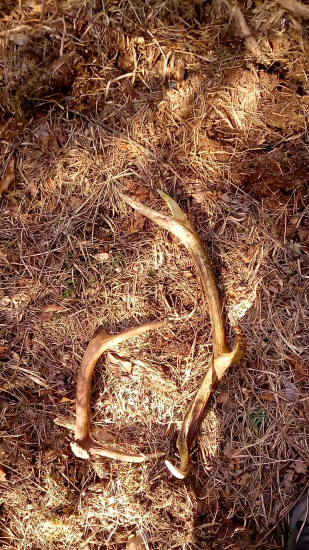 Ležali kúsok od seba..