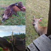 S jeleňom na diviaka