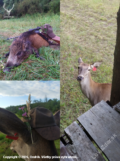 S jeleňom na diviaka