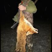 4 vychádzky, 4 výstrely, 4 líšky